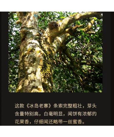 Pu-erh tea 2011 Iceland old village 357g Raw - Buy Online on GoSupps.com