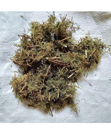 Natural Artemisia Annua Artemisia Odora Artemisia Annuae Qinghao Artemisia Annua Artemisia Annua Tea Artemisia Annua Bulk Artemisia Annua Herb Sweet Wormwood (500grams) - Buy Online on GoSupps.com