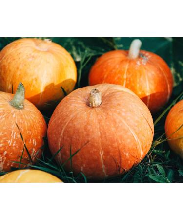 Organic Pumpkin Seed Protein Powder - 2 lbs | 60% Protein | Non-GMO, Non-Irradiated | Pure Flour, Kosher, Vegan Superfood | Bulk, Ideal for Baking, Drinks, Smoothies - Buy Online on GoSupps.com