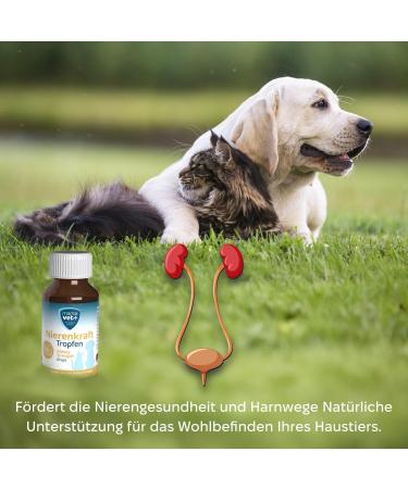 Marsavet Renal Strength Drops - Food Supplement Promoting Renal Function - 100 ML. Natural Support for Renal and Urinary Function in Dogs Cats Rodents and Birds. - Buy Online on GoSupps.com