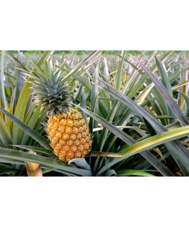 Dried Diced Pineapple 8oz - Raw Vegan, Sweetened, Unsulfured - Bulk for Culinary Use and Baking - Buy Online on GoSupps.com