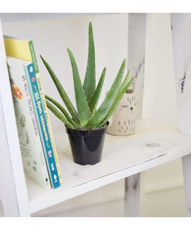 Live Aloe Vera Succulent Plant in 3.5 Inch Pot by Plants for Pets - Indoor House Plant - Buy Online on GoSupps.com