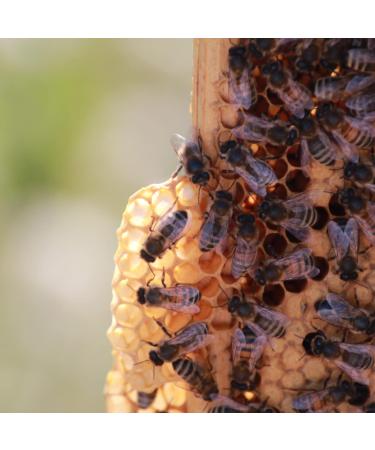 Hilltop Honey Manuka MGO 100+ 225g from New Zealand - Pure and Potent - Buy Online on GoSupps.com