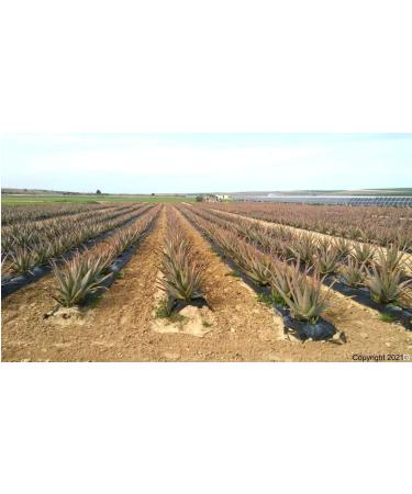 Buy 3 Fresh Bio Aloe Vera Leaves 80cm | 800g | EU Certified XXL Barbadensis Miller for Skin Hair Nail Body Care | Anti-Aging | Ships Worldwide - Buy Online on GoSupps.com