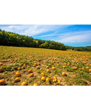 Buy Styrian Pumpkin Seeds | Raw Food Quality Peeled & Hand-Picked | 400g - International Shipping Available - Buy Online on GoSupps.com