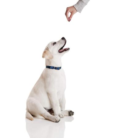Barker and Barker Little Liver Dog Training Treats - Low Fat only 0.3kcal per treat. Human Grade NO Potato NO Rice Grain Free. Suitable from 8 weeks (500 treats - pot) 1 count (Pack of 1) - Buy Online on GoSupps.com