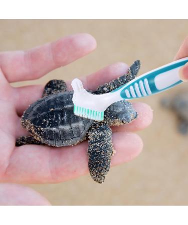 HAICN 2Pcs Turtle Cleaning Brush Turtle Shell Cleaning Brush Mini Double-Sided Cleaning Brush Removes Mud Dirt Debris for Animal Shell Health - Buy Online on GoSupps.com