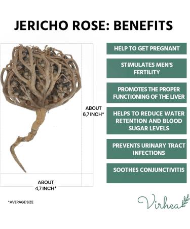 XL Rose of Jericho Chajarat Mariam - Fertility-Promoting Plant - Anastatica Hierochuntica - Buy Online on GoSupps.com
