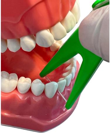 Premium Dental Floss Holder - Eco-Friendly & Durable | International Shipping Available - Buy Online on GoSupps.com