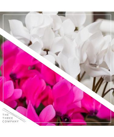 Live Flowering Indoor Cyclamen Duo in Deco Cover - Assorted Colors | 10 Tall by 6 Wide | Long Lasting Flowers | 2 Plants Per Pack - Buy Online on GoSupps.com