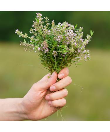 Alpi Investment OOD Dried organic thyme rubbed organic thyme from controlled organic cultivation 100 pure and natural for the preparation of herbal mixtures and thyme tea 250 GR - Buy Online on GoSupps.com