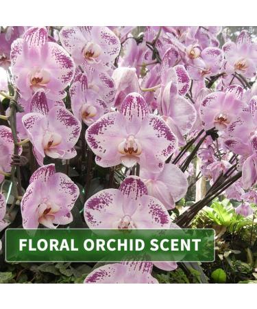 KitaMa Aroma Orchid Massage Oil - Nourishing Body Care Oil for Relaxation - 250ml (1 Pack) - Thai Essential Oil for Massages - Buy Online on GoSupps.com