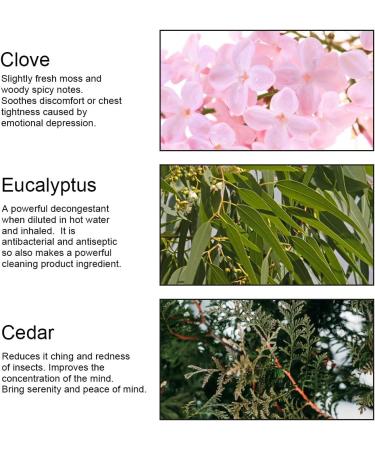 Aromatherapy Cedar Essential Oil Set for Diffuser 3X10ml 100% Pure Eucalyptus Essential Oil Kit for Humidifier - Eucalyptus Cedar Clove Essential Oil Set Aromatherapy Clove Essential Oils Kit - Buy Online on GoSupps.com