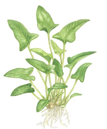 Tropica Anubias gracilis - Buy Online on GoSupps.com