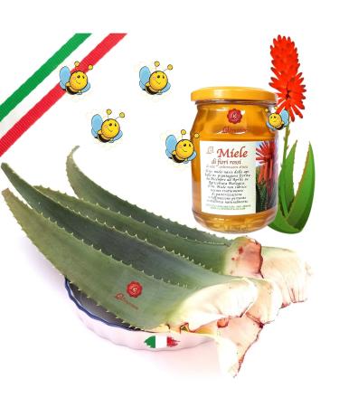 Fresh Aloe Arborescens ETNEA Leaves 1 kg whole with 500 g jar of honey for recipe preparation Padre Zago Organic product production Sicily Sicily Italy