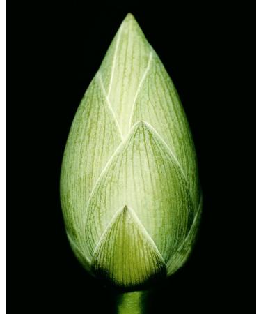 Humanrace 8% Glycolic Acid Lotus Enzyme Exfoliator 2.4 fl oz Refillable 2.4 Fl Oz (Pack of 1) Green - Buy Online on GoSupps.com