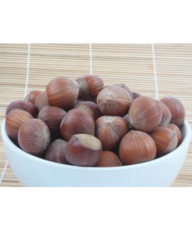 Buy TALI Giant Hazelnuts in Shell - 1 kg | Premium Quality International Shipping - Buy Online on GoSupps.com