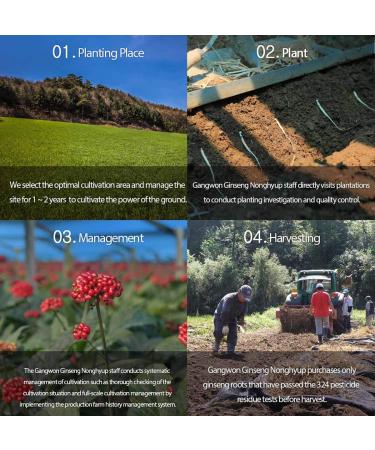  Gangwoninsam Korean Red Ginseng Tea (3g x 100 packets) 6 Year Old Korean Red Ginseng Korean Health Food Individually Packaged (100) - Buy Online on GoSupps.com