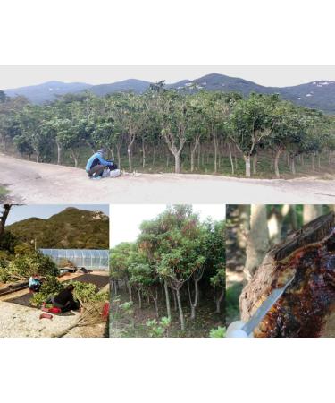 Hwangchilga Anti Hair Loss Shampoo - Thickens & Enriches Hair for Men & Women | Natural Ingredients No Parabens/Sulphates Vegan 13.52 fl oz - Buy Online on GoSupps.com