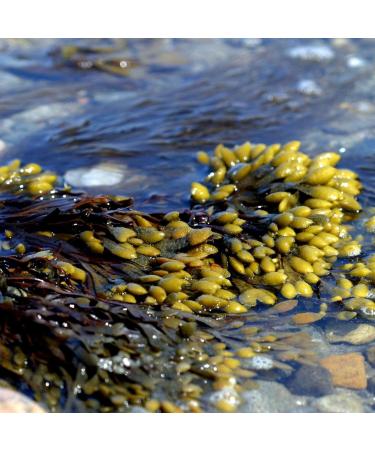 Organic Bladderwrack Cut - Rich in Iodine 1kg | Mimea - Buy Online on GoSupps.com