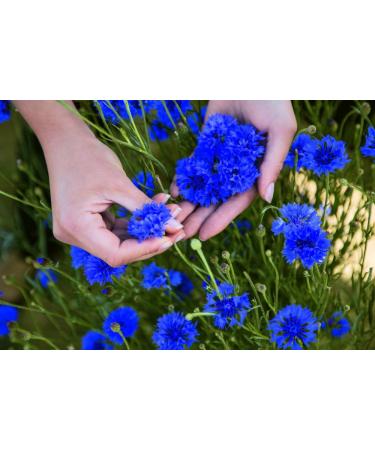 Yves Rocher PUR BLEUET Express Eye Makeup Remover | Waterproof Makeup Remover | 100ml - Gentle & Effective Care - Buy Online on GoSupps.com