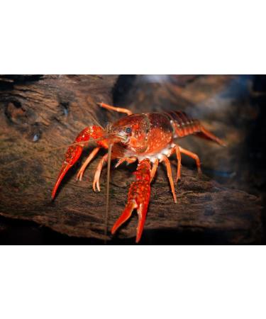 Aquatic Foods Inc. Calcium Feeder Shells Small & Medium Extra Thick Shells for Shrimp Snails Crabs Crayfish Hermit Crabs and All Tropical Fish. 4oz 75 Count Bag 75 Count (Pack of 1) - Buy Online on GoSupps.com