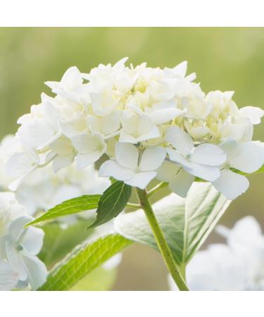 Glade Scented Candle Set - I Love You Fragrance with Essential Oils - 6 Pack (120g Each) | Decorative Foil - Buy Online on GoSupps.com