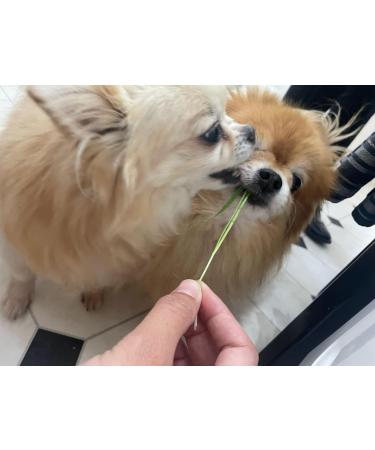 Pet Grass Variety Pack by Cat FurNature - Buy Online on GoSupps.com