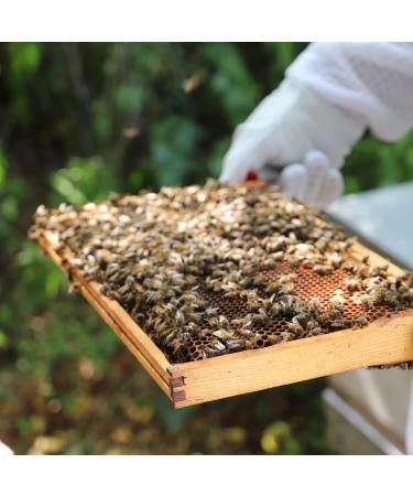 Hilltop Honey Manuka MGO 500+ 225g - Monofloral from New Zealand - Buy Online on GoSupps.com