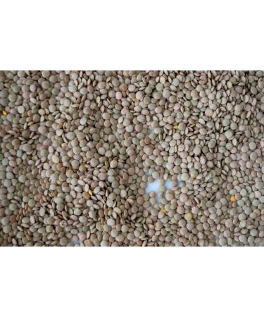 Global Choice Brown Lentils 4 Lbs - Buy Online on GoSupps.com