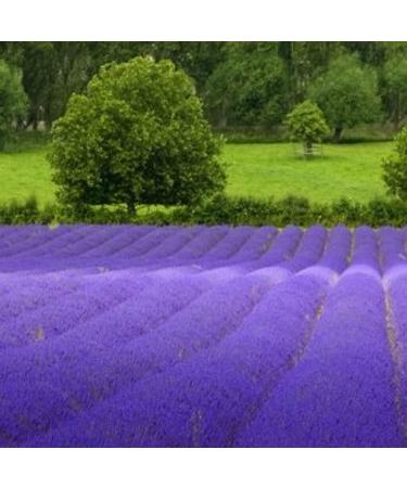 Lavender Seeds 1000 pcs large bag Natural Lavender Seedlings for Landscaping NonGMO Lavender 1size - Buy Online on GoSupps.com