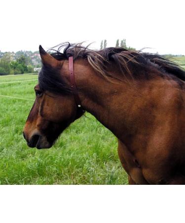 Insect and Fly Repellent Collar - Buy Online on GoSupps.com