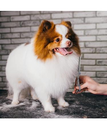 Professional 5 in 1 Dog Grooming Scissors Kit with Safety Round Tips - Stainless Steel Shears & Comb Set for Cats & Dogs | Blue - Buy Online on GoSupps.com