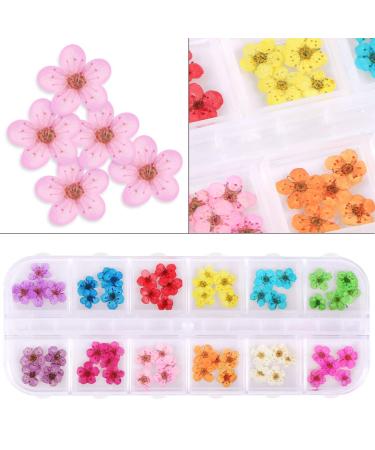 KISSBUTY 24 Colors Dry Flowers Mini Real Natural Nail Art Supplies - 2 Boxes Dried Flowers for 3D Nail Decoration and Manicure - Flowers and Gypsophila - Buy Online on GoSupps.com