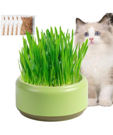 Firulab Cat Grass Growing Kit Cat Grass Bowl Planter Tray Catnip and Bowl Cat Grass Kit with Seeds DIY Soil Free Kitten Grass Growing Kit for Cat Snacks Green - Buy Online on GoSupps.com