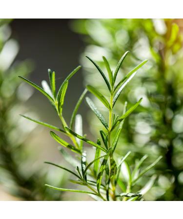 Mini Nasal Inhalator with Essential Oils - FEELLIFE Aromatilation Eucalyptus Nose Clip for Home Office & Travel - 100% Natural Bio (Blue) - Buy Online on GoSupps.com