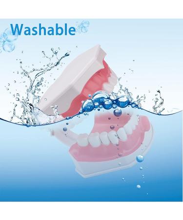 LVCHEN 2 Times Teeth Model with Toothbrush - Dental Large Teeth Model for Kids Dental Teaching Study - Buy Online on GoSupps.com