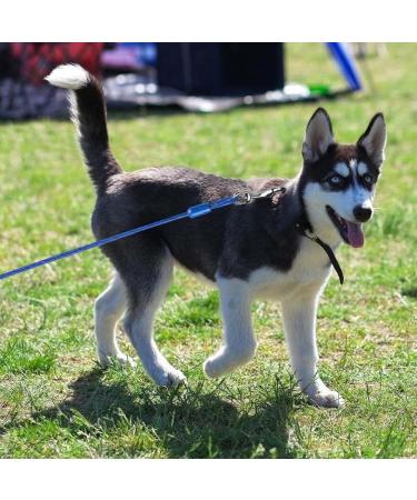 Buy Hofleine 3m/5m Dog Leash - Shock-Damping Cable Leash for Medium & Large Dogs | Ideal for Camping Garden Running & Park - Free Blue Color - Buy Online on GoSupps.com