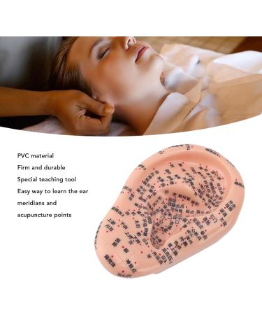 Buy Ear Acupuncture Point Model - Clear Display for Classrooms | International Shipping Available - Buy Online on GoSupps.com