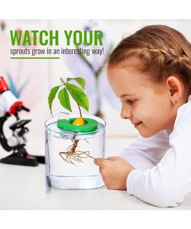 AvoSeedo Indoor Avocado Growing Kit with Slicer, Saver, Multitool & Socks - Gift Box Set for Avocado Tree Growing - Perfect Gift Choice - Buy Online on GoSupps.com