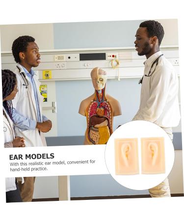 FOMIYES 1pair Silicone Ear Model Realistic Simulation Ear Teaching Model for Students and Professionals and Reusable for Hand-held Practice and Earring Displays - Buy Online on GoSupps.com