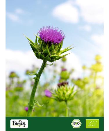 Buy Biojoy Organic Milk Thistle Seeds (1 kg) - Perfect for Milk Thistle Tea - Silybum Marianum - Ships Internationally - Buy Online on GoSupps.com