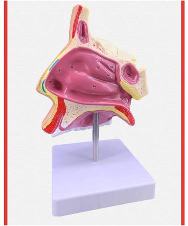 Mouth Nose Throat Pharynx Education Human Body ENT Model Study Model Pathology Nose Throat Model Enlarge The ical Model A+b - Buy Online on GoSupps.com
