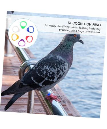 600 Pcs Pigeon Foot Ring Chicken Foot Ring Baby Large 1X0.5cmx3pcs Colorfulx3pcs - Buy Online on GoSupps.com