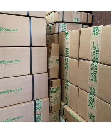 Buy Redcurrant 'Jonkeer van Tets ' Bush in Container - Premium Quality for International Shipping - Buy Online on GoSupps.com