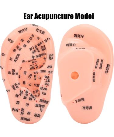 13 cm Ear Acupuncture Model | Ear Zone Pressure Point Learning Tool | International Shipping Available - Buy Online on GoSupps.com