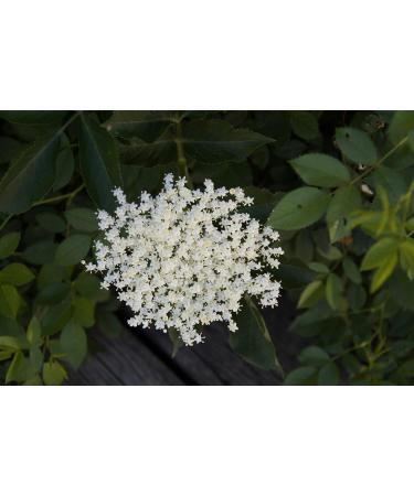 Food-United Elderflower Jelly Naturrein 640g - Premium Elderberry Spread in Decorative Glass | Darbo Refreshing Bread Topping for Cake & Breakfast - Buy Online on GoSupps.com