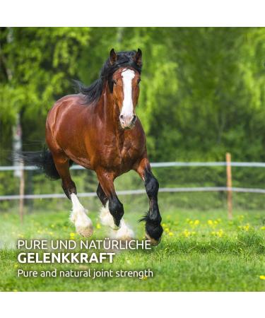 Aniforte Green-Lipped Shell Horse Powder 1kg - Natural Omega 3 & 6 Supports Joint Health & Function - Buy Online on GoSupps.com