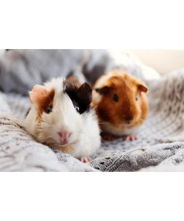 BEAPHAR Cavi-Vit Vitamin C in Liquid Form for Rodents Guinea Pig Special Vitality and Wellness Multivitamin Tonic B - Buy Online on GoSupps.com