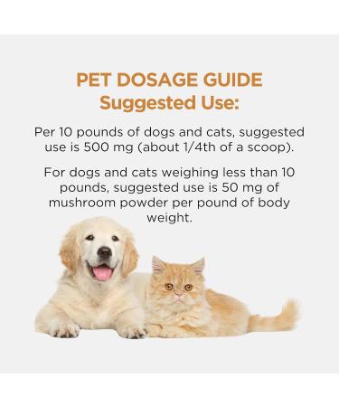 Ascent Nutrition Organic Agarikon Mushroom Powder | Supports Healthy Respiratory and Immune Function | Mycelium Powder | 30 Servings - Buy Online on GoSupps.com